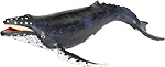 humpback whale.jpg